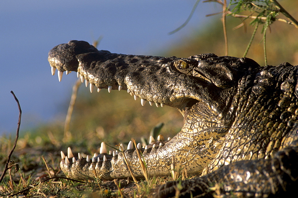 A Nile crocodile (Crocodylus niloticus) resting with open mouth at the water's edge, Kwai river, Moremi Wildlife reserve, Okavango Delta, Botswana, Africa