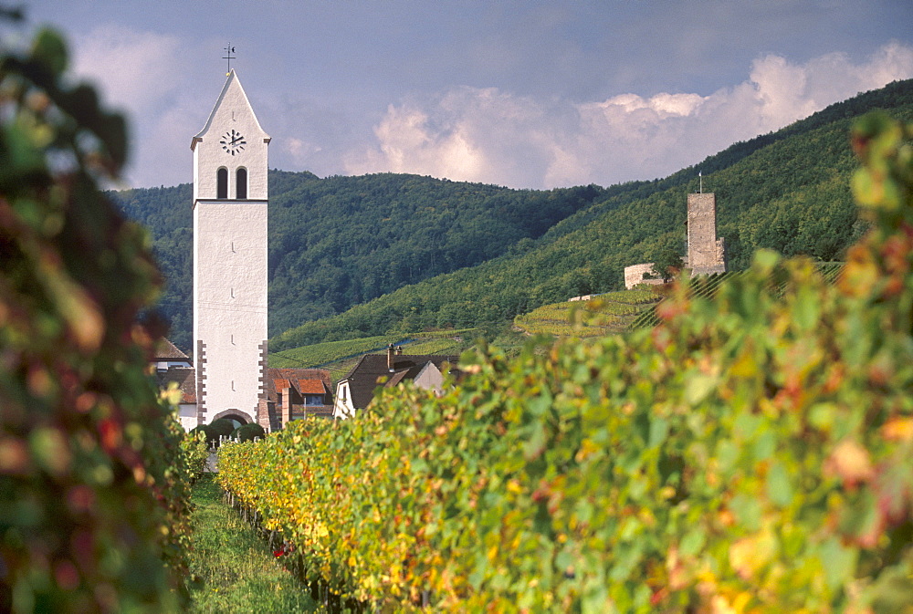 Katzenthal white church from the vineyards, Wineck castle in background, Katzenthal, village of the Alsatian Wine Road, Haut Rhin, Alsace, France, Europe