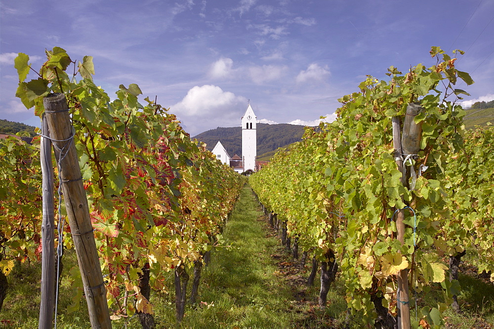 Katzenthal white church from the vineyards, Katzenthal, village of the Alsatian Wine Road, Haut Rhin, Alsace, France, Europe