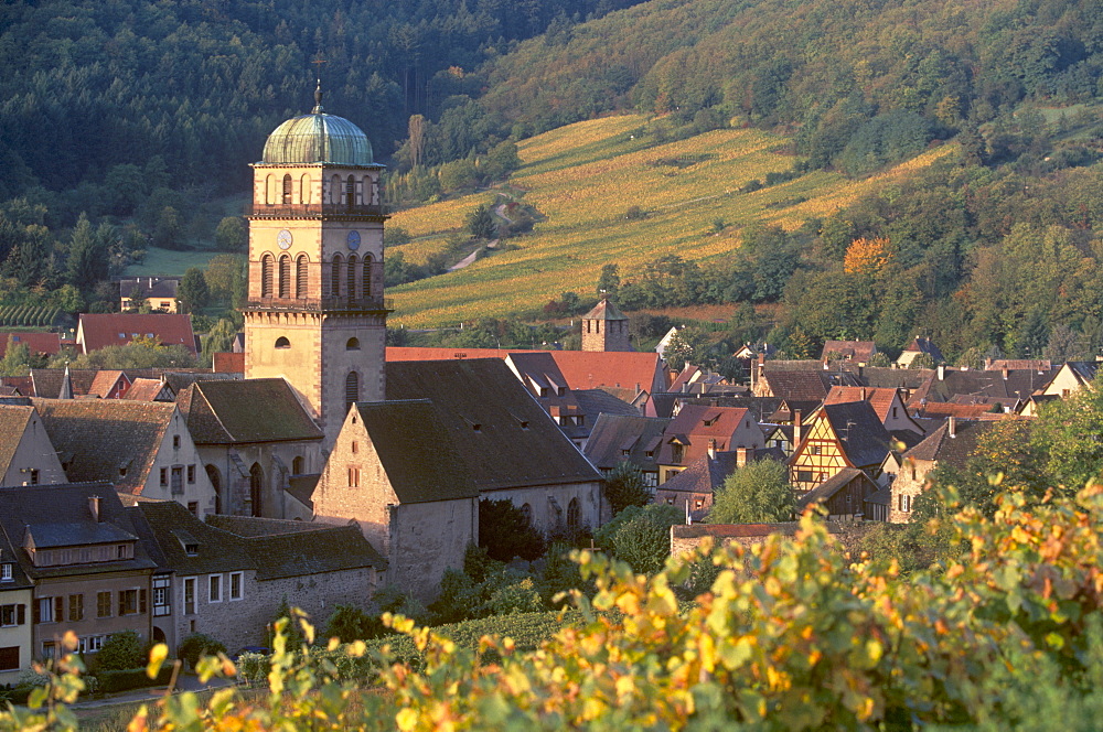 Kaysersberg church and rooftops from the vineyards, Kaysersberg, village of the Alsatian Wine Road, Haut Rhin, Alsace, France, Europe