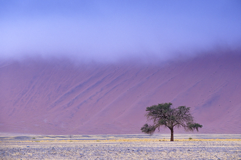 Early morning mist on red sand dunes which are up to 300m high, Sossusvlei valley, Namib-Naukluft Park, Namibia, Africa