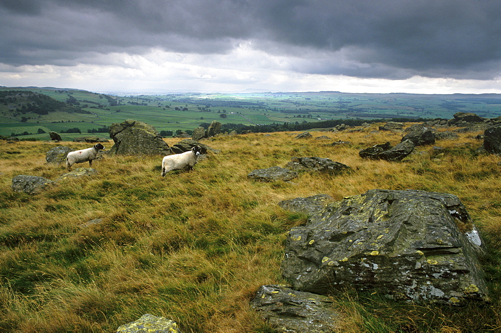 Norber erratics near Austwick, erratic boulders left on limestone pavement by erosion, Yorkshire Dales National Park, Yorkshire, England, United Kingdom, Europe