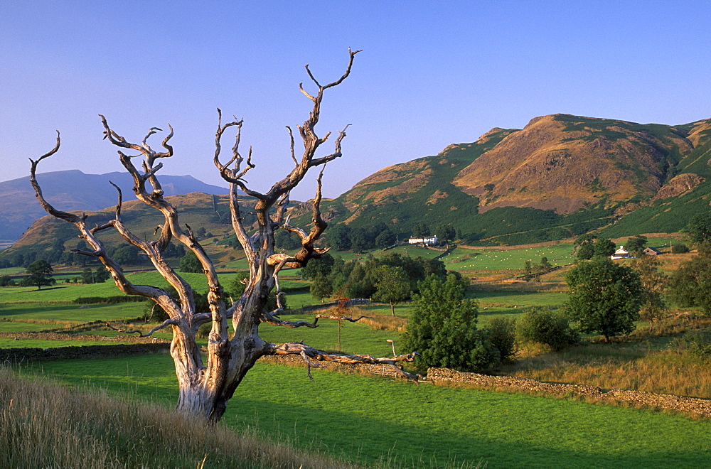 Dead tree, Naddle Beck, near Brackenrigg near Keswick, Lake District National Park, Cumbria, England, United Kingdom, Europe