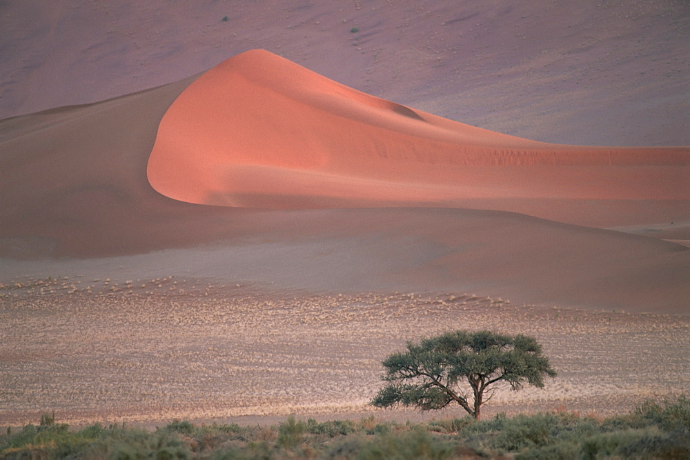 Red sand dunes, up to 300m, Sossusvlei, Namib-Naukluft Desert Park, Namibia, Africa