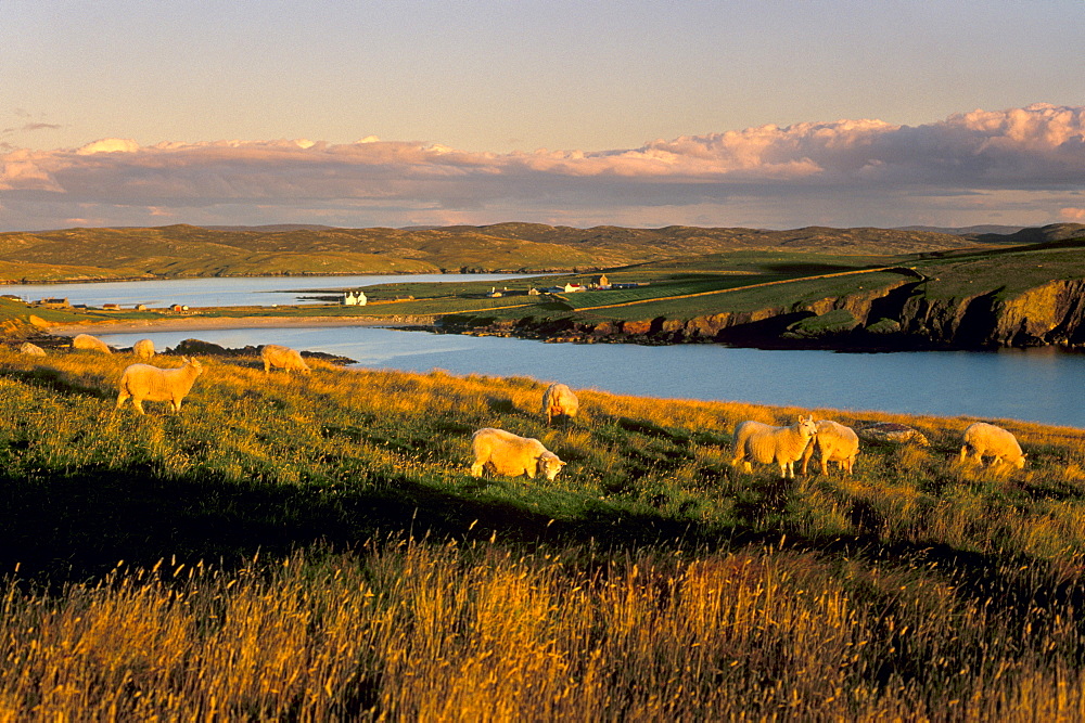 Sheep near Hillswick, Eshaness, Northmavine, Shetland Islands, Scotland, United Kingdom, Europe