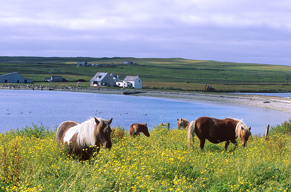 Shetland ponies, Unst, Shetland Islands, Scotland, United Kingdom, Europe