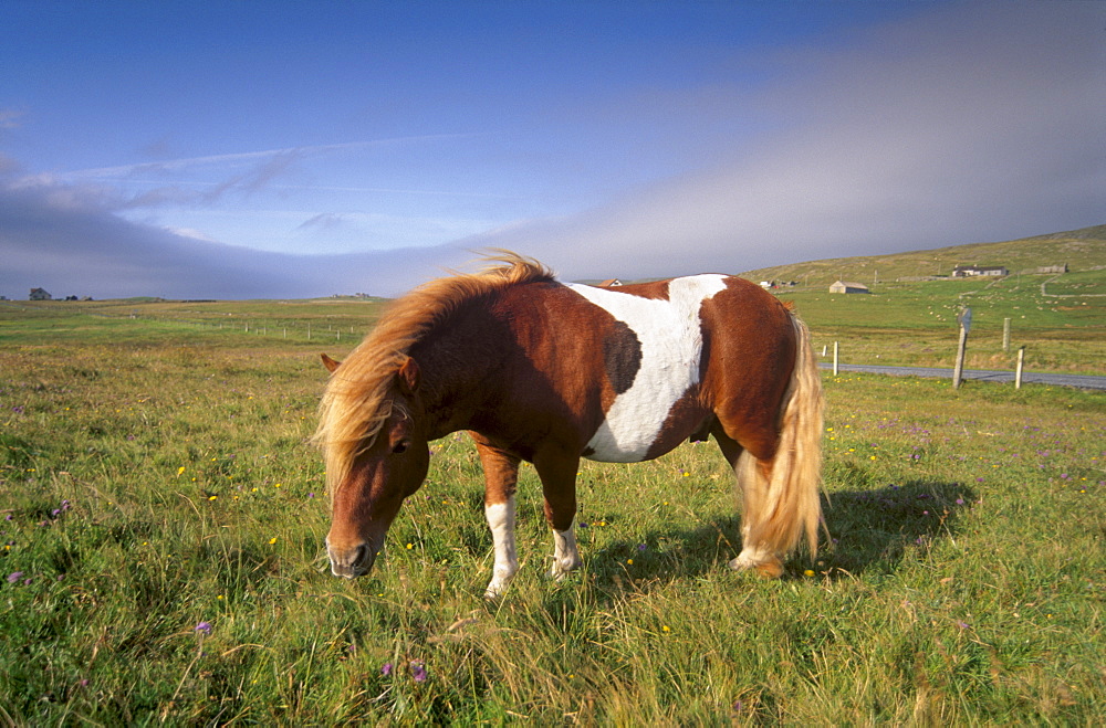 Shetland pony, Unst, Shetland Islands, Scotland, United Kingdom, Europe