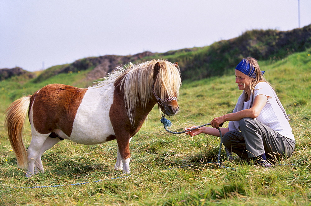 Shetland pony, Shetland Islands, Scotland, United Kingdom, Europe