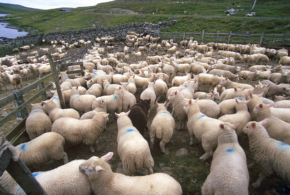 Sheep rearing is one of the main economic activities in Shetland, an important part of the crofting system, Shetland Islands, Scotland, United Kingdom, Europe