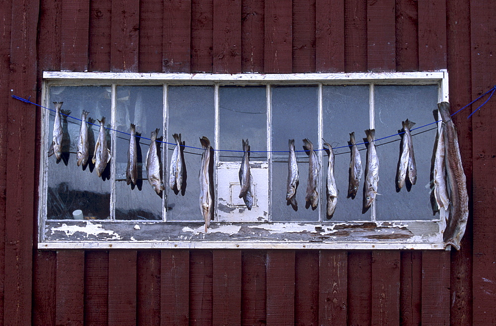 Fish drying, at Voe, Mainland, Shetland Islands, Scotland, United Kingdom, Europe