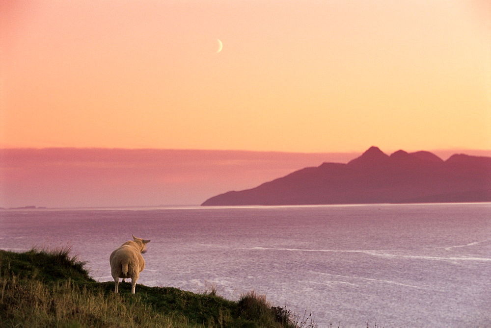 Sheep and the Isle of Rum, from the Isle of Skye, Highlands, Scotland, United Kingdom, europe