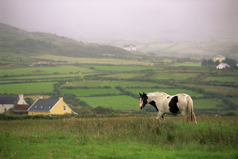 Tinker horse near Allihies, Beara Peninsula, County Cork, Munster, Republic of Ireland (Eire), Europe