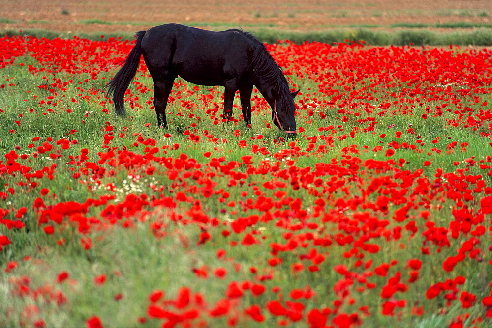 Black horse in a poppy field, Chianti, Tuscany, Italy, Europe