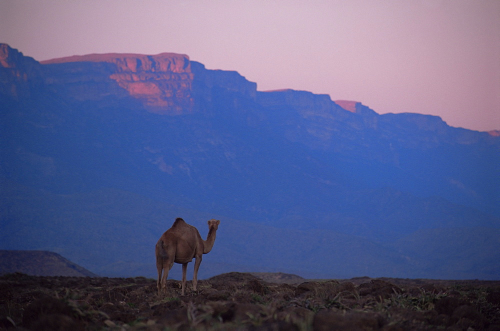 Camel and Dhofar escarpment at sunset, Mirbat, Dhofar region, Oman, Middle East