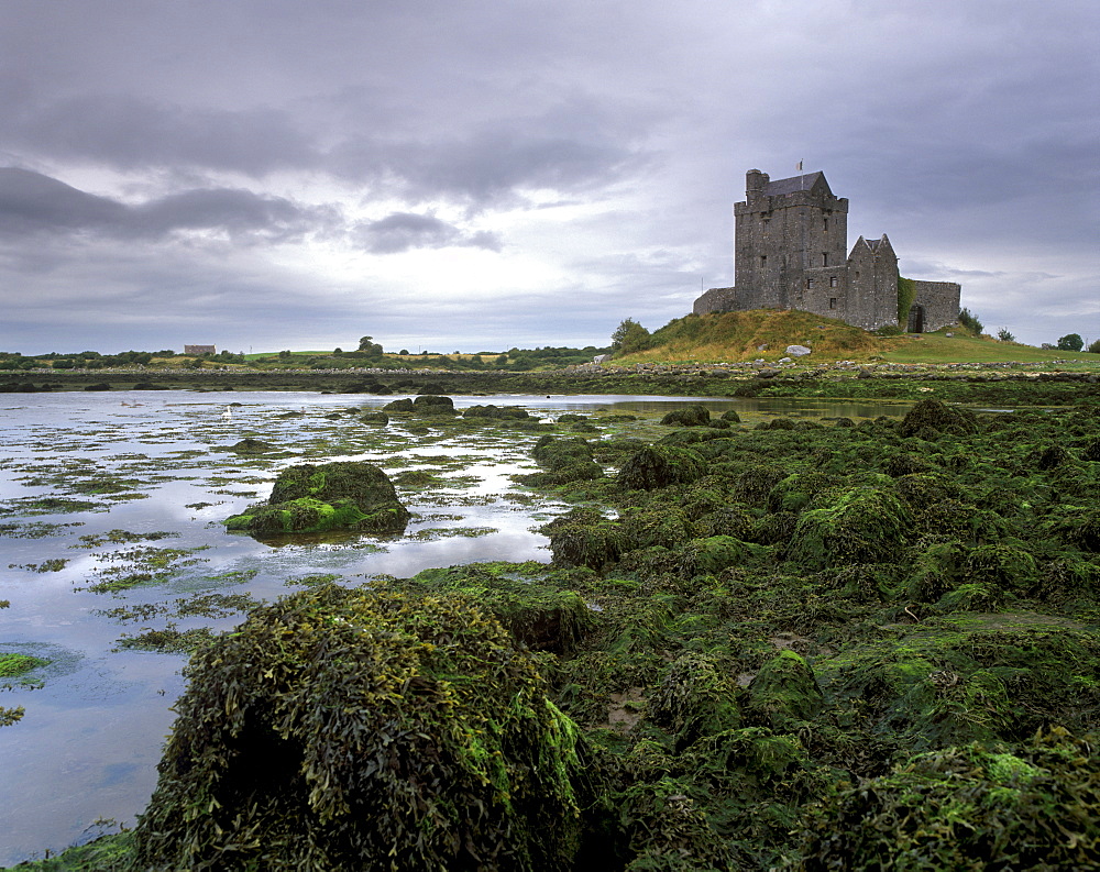 Dunguaire Castle dating from the 16th century and coast, near Kinvarra, County Galway, Connacht, Republic of Ireland, Europe