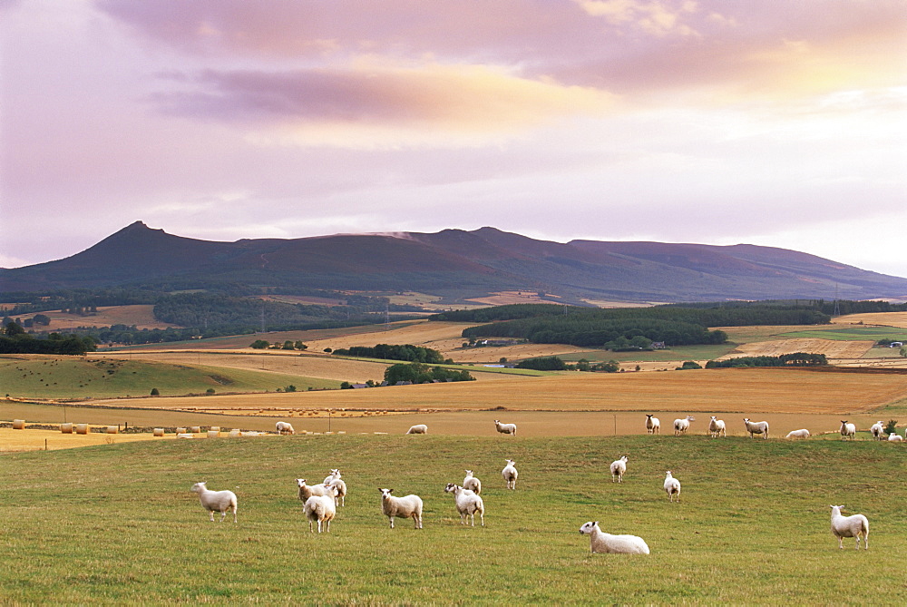 Fields and sheep near Oldmeldrum, Aberdeenshire, Scotland, United Kingdom, Europe