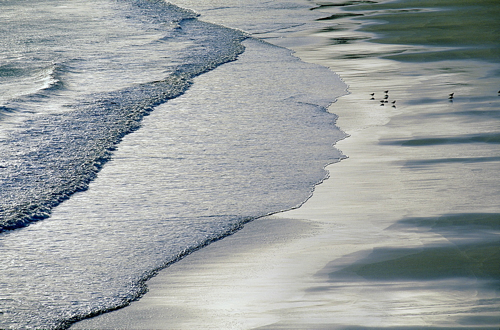 Gulls on beach, Ushinish Bay, North Harris, Outer Hebrides, Scotland, United Kingdom, Europe