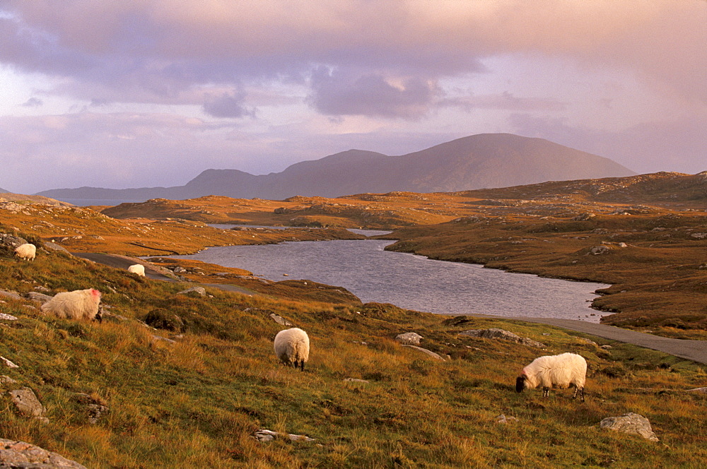 North Harris Hills near Govig (Gobhaigh), sheep and lochan, North Harris, Outer Hebrides, Scotland, United Kingdom, Europe