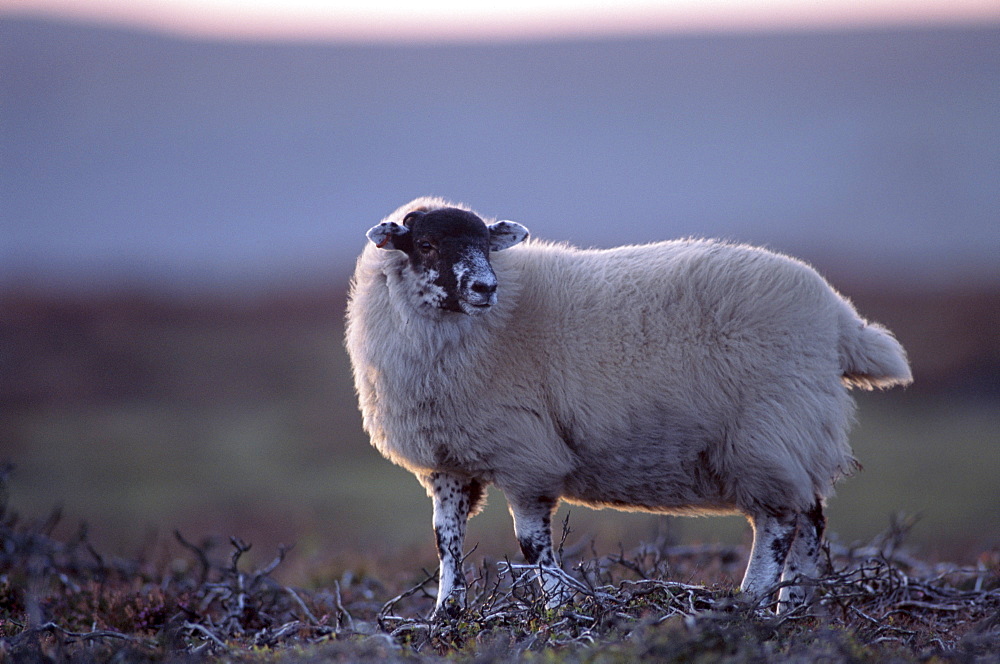 Scottish blackface sheep, Uist, Outer Hebrides, Scotland, United Kingdom, Europe