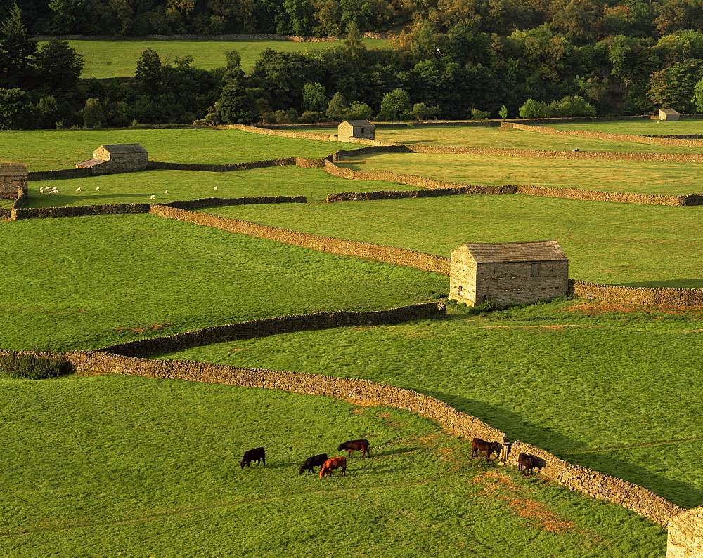 Walled fields and barn near Gunnister, Yorkshire Dales National Park, Yorkshire, England, United Kingdom, Europe