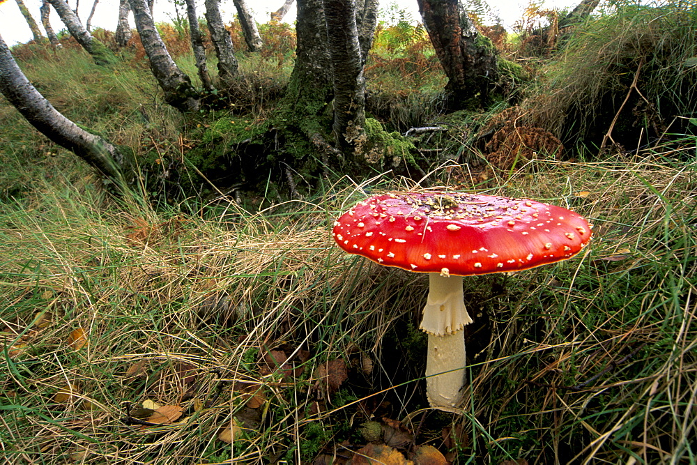 Damp forest near Portree, Isle of Skye, Inner Hebrides, Scotland, United Kingdom, Europe