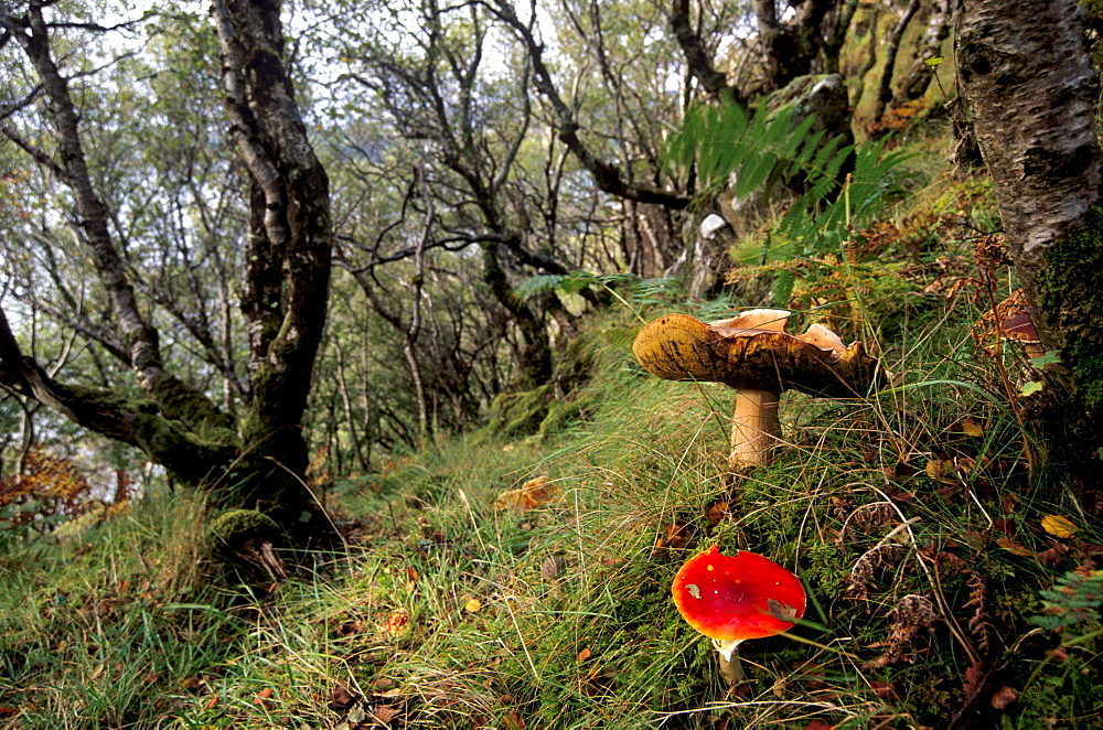 Damp forest near Portree, Isle of Skye, Inner Hebrides, Scotland, United Kingdom, Europe