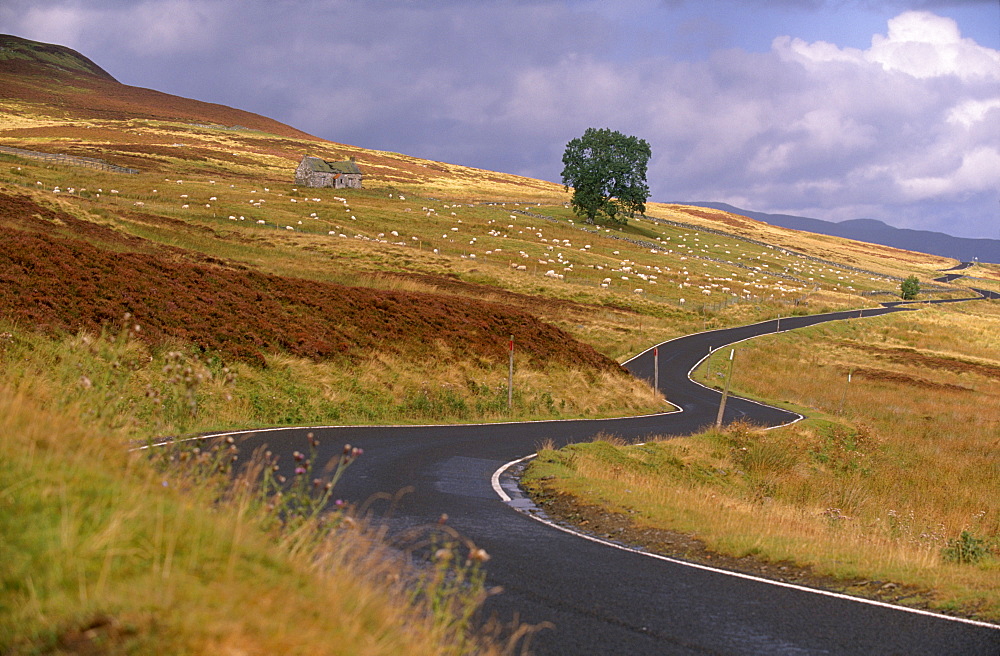 Winding road and sheep east of Pitlochry, Perth and Kinross, Central Scotland, Scotland, United Kingdom, Europe