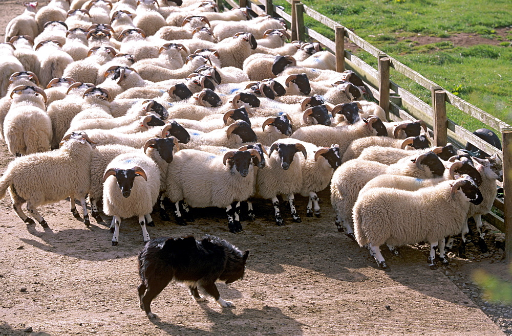 Sheepdog and sheep, Pentland Hills near Edinburgh, Lothian, Scotland, United Kingdom, Europe