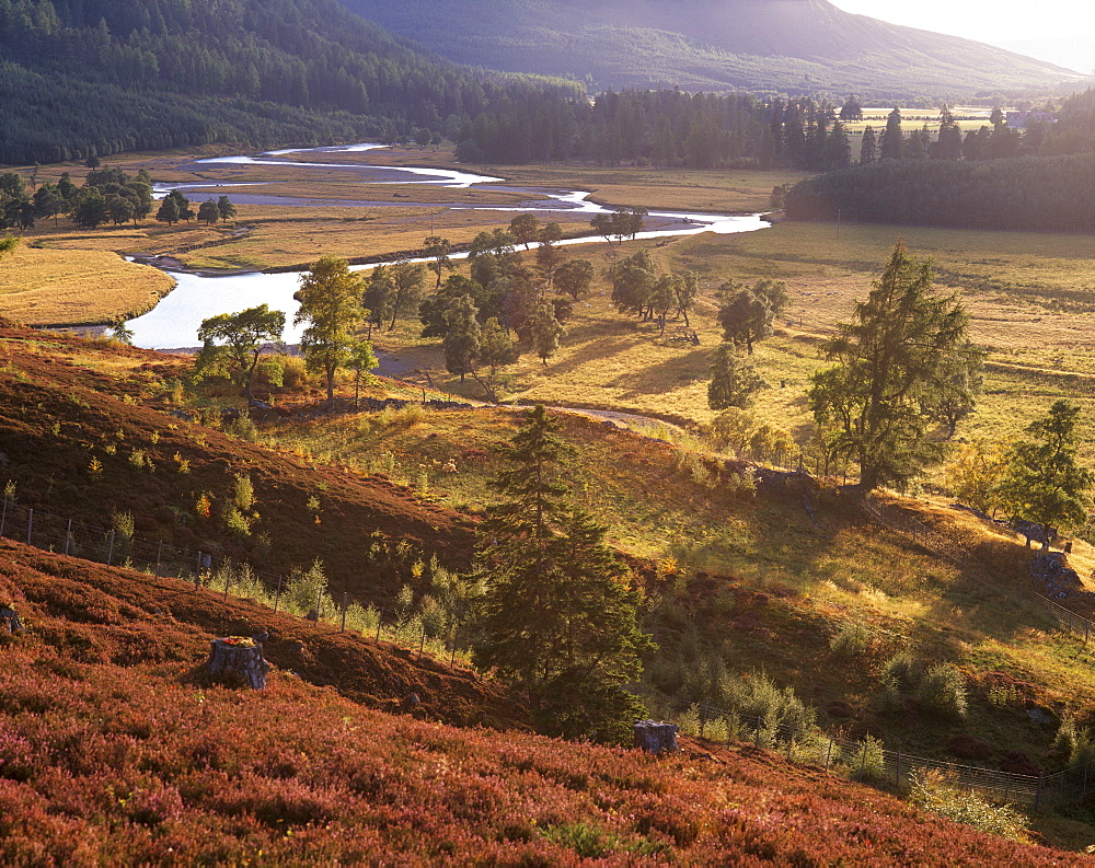 Upper Dee valley near Inverey, Deeside, Aberdeenshire, Scotland, United Kingdom, Europe