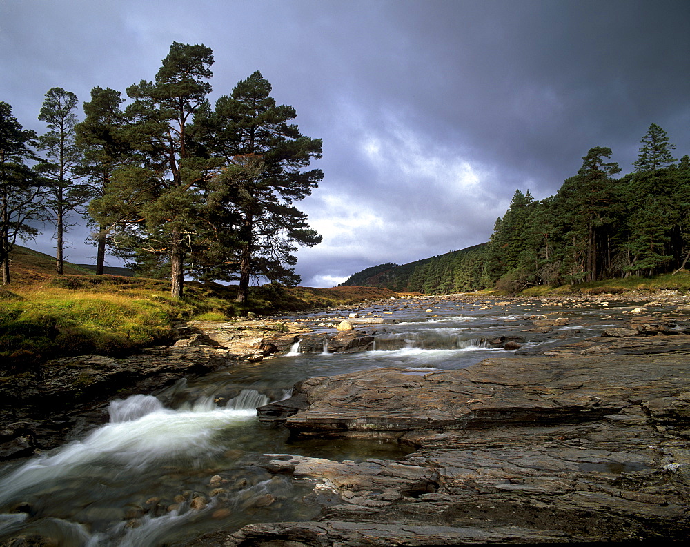 Scots pines and Upper Dee valley near Inverey, Aberdeenshire, Highland region, Scotland, United Kingdom, Europe