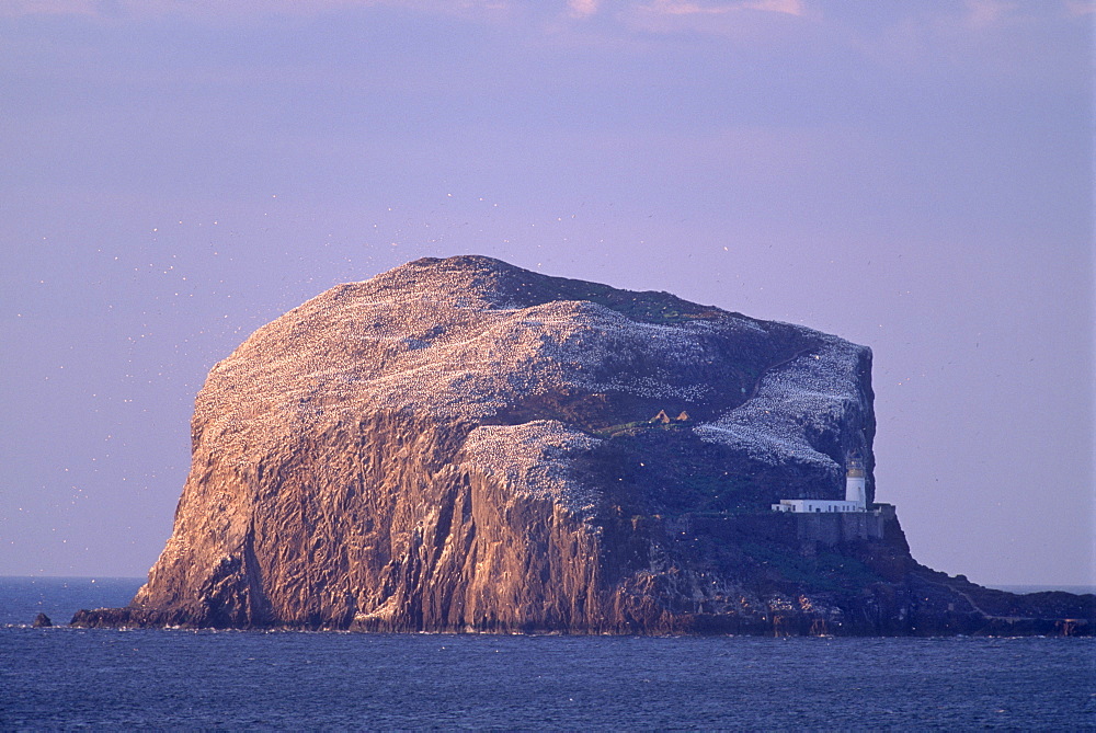 Bass Rock, large gannet (Sula bassana) colony of around 80000 nests, near North Berwick, East Lothian, Scotland, United Kingdom, Europe