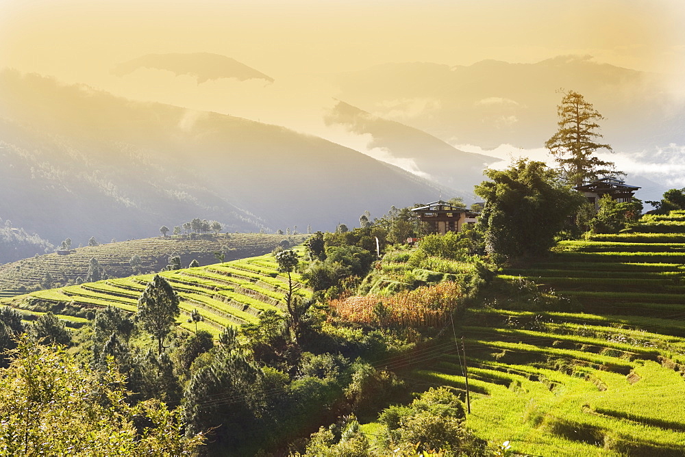 Terraced rice fields, Punakha, Bhutan, Himalayas, Asia