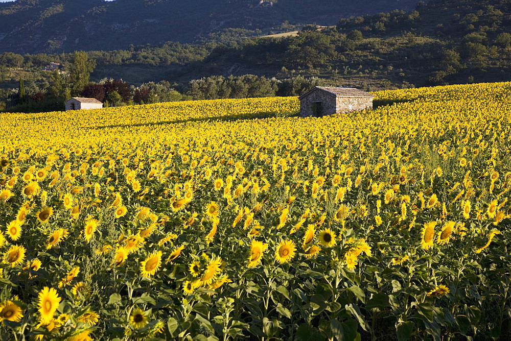 Sunflowers, Provence, France, Europe