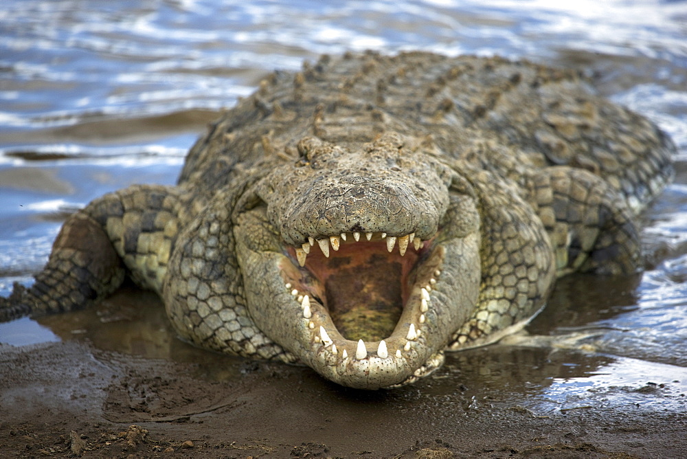 Nile crocodile (Crocodylus niliticus) on shore of Mara River with open jaws, Masai Mara National Reserve, Kenya, East Africa, Africa