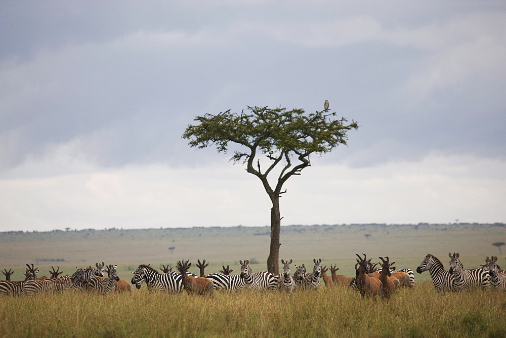 Burchell's zebras (Equus burchelli)  and topi (Damaliscus korrigum) , Masai Mara National Reserve, Kenya, East Africa, Africa