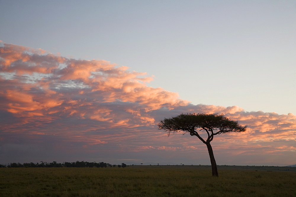 Masai Mara National Reserve, Kenya, East Africa, Africa