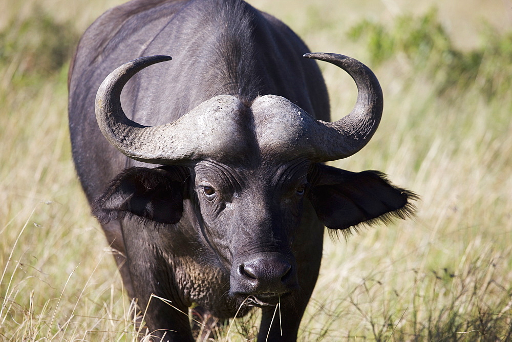 African buffalo (Syncerus caffer), Masai Mara National Reserve, Kenya, East Africa, Africa