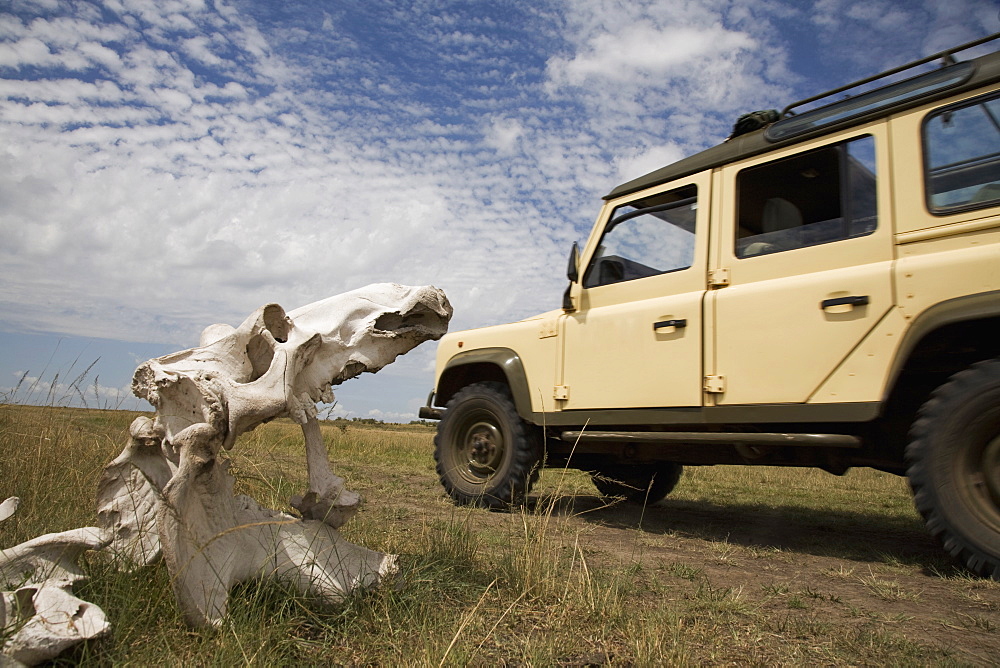 Skeleton of hippopotamus (Hippopotamus amphibius), Masai Mara National Reserve, Kenya, East Africa, Africa