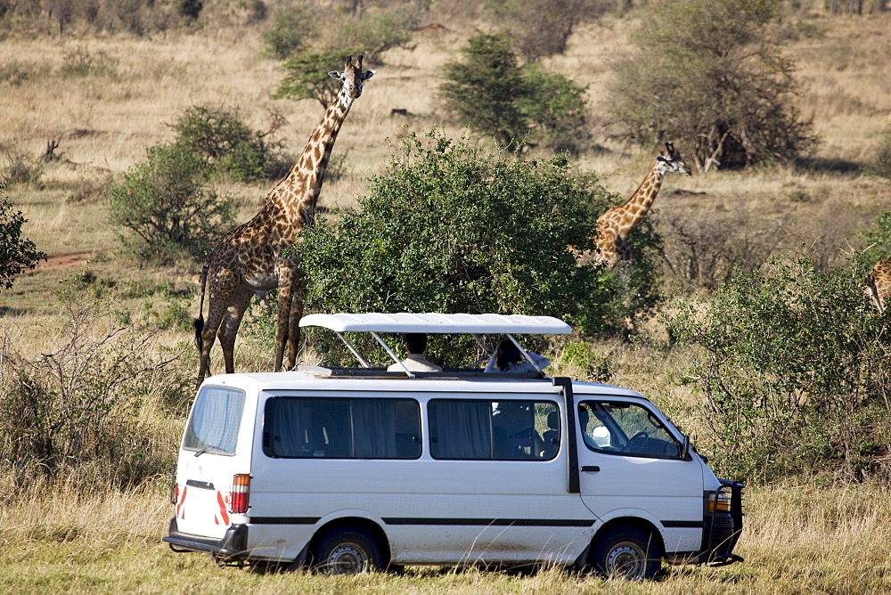 Tourists watching Masai giraffe (Giraffa camelopardalis tippelskirchi), Masai Mara National Reserve, Kenya, East Africa, Africa