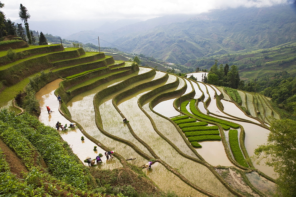 Terraced rice fields, Yuanyang, Yunnan Province, China, Asia