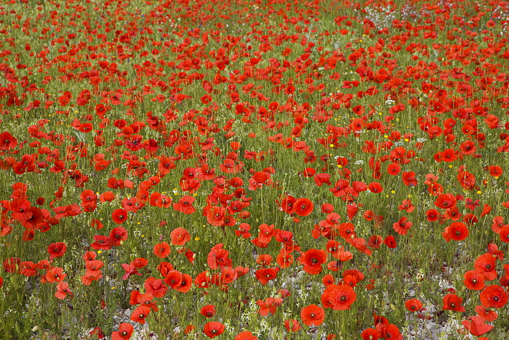 Poppies, Highland of Castelluccio di Norcia, Norcia, Umbria, Italy, Europe