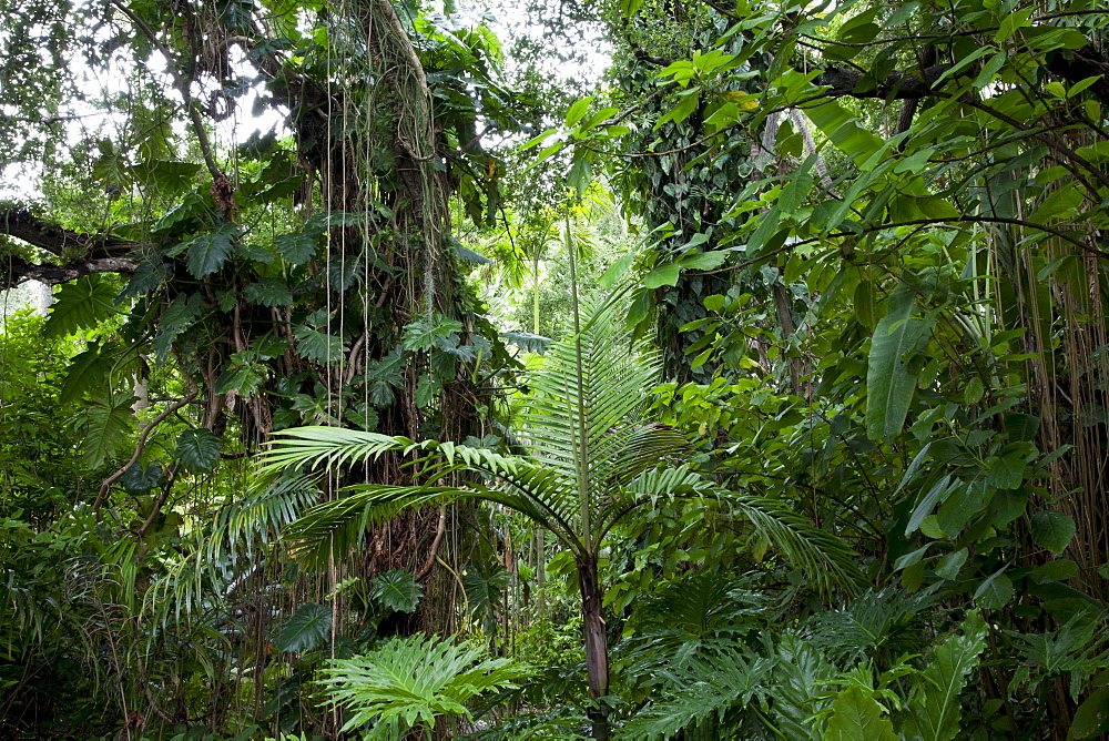 Rain forest, Fairchild Tropical Gardens, Miami, Florida, United States of America, North America