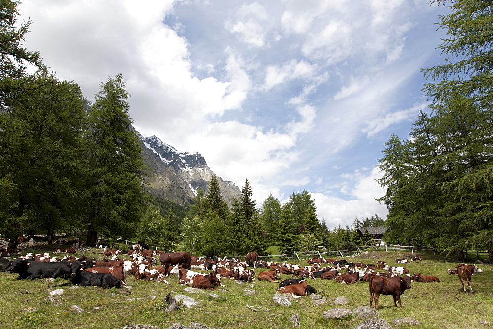 Courmayeur, Mont Blanc, Val Ferret, Aosta Valley, Italy, Europe