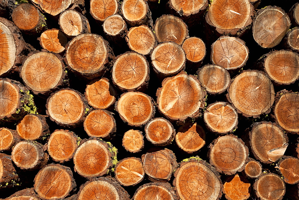 Log pile, Val d'Herens, Valais, Switzerland, Europe