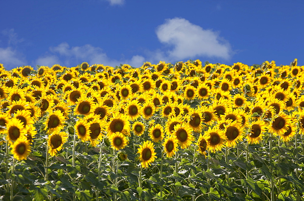 Sunflowers in Tuscany, Italy, Europe