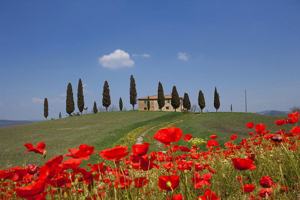 Country home and poppies, near Pienza, Tuscany, Italy, Europe