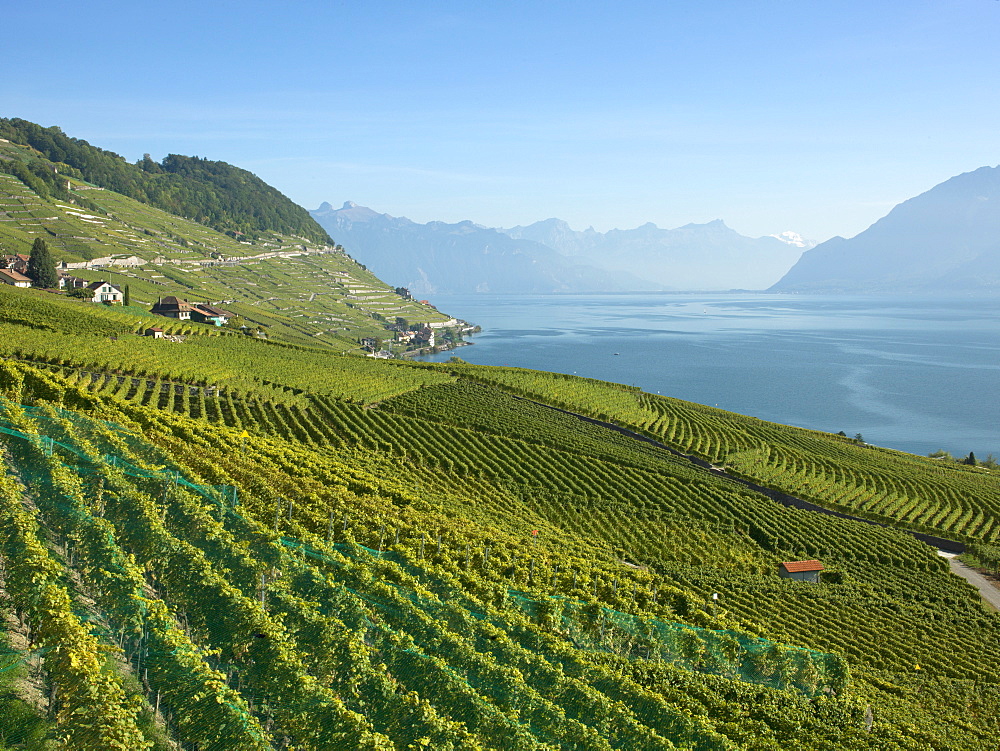 Lavaux terraced vineyards on Lake Geneva, Montreux, Canton Vaud, Switzerland, Europe