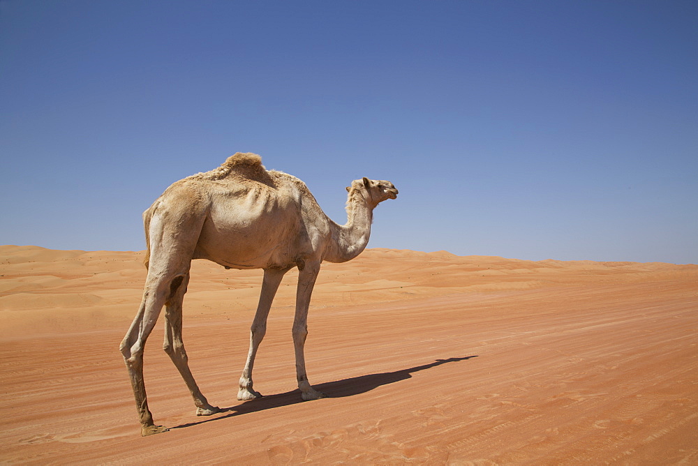 Camel in the desert, Wahiba, Oman, Middle East