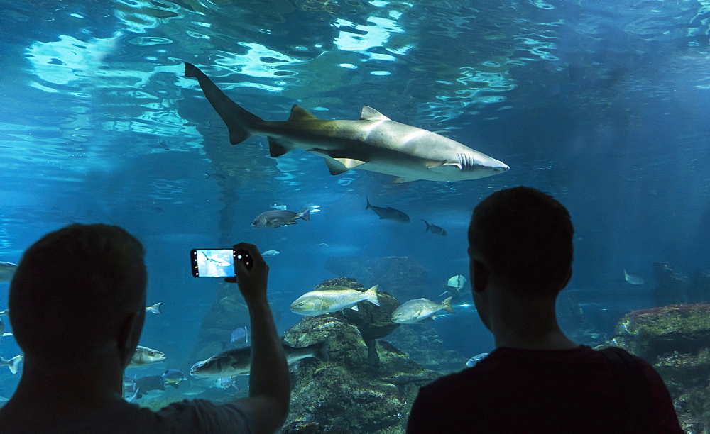 Aquarium, Barcelona, Catalonia, Spain, Europe