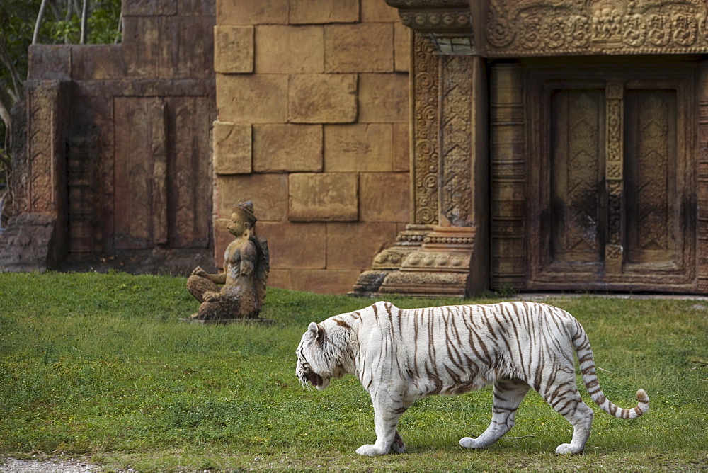 White Bengal Tiger at Miami Metro Zoo, Miami, Florida, United States of America, North America